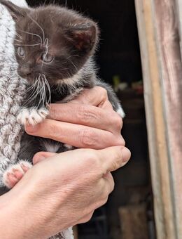 Katzenbaby, Kitten, Babykatzen schwarz, weiße Pfötchen , weiblich - Zwönitz