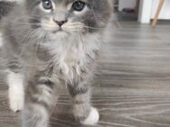 Reinrassiges Maine Coon Kitten/m. 7.4.25 - Essen