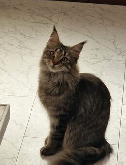 Maine Coon Katze - Nienburg (Weser)