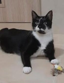 Kikon, ganz lieber Kater - Ingolstadt