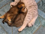 Wunderschöne Britisch Kurzhaar Kitten - Burgkirchen (Alz)