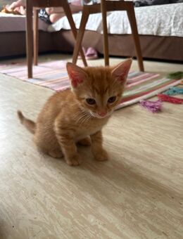 Kitten - Frankfurt (Main) Bornheim