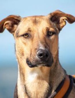 Alessio sanfter Blick, großes Herz 💛 - München