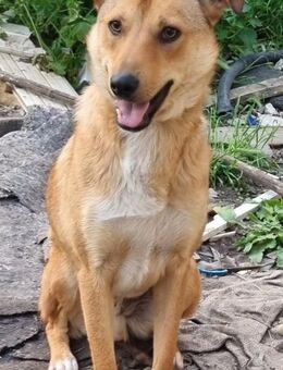 Clyde: unser Knöpfchen - Rinteln