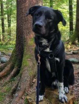 Balu sucht ein neues Zuhause - München