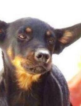 Hundebub MARIO - Gefrees