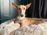 Flecha - Zuhause gesucht - Duisburg