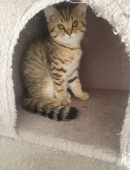 5 Reinrassige BKH Kitten tabby silver shaded - Heiligenhaus