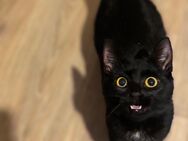 5 Monate alte Katze - Essen