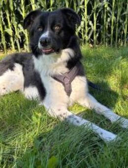 Willow sucht dringend ein neues Zuhause - Fronreute