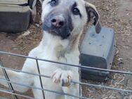 Benji 07/23 - will die Welt entdecken - Heppenheim (Bergstraße)