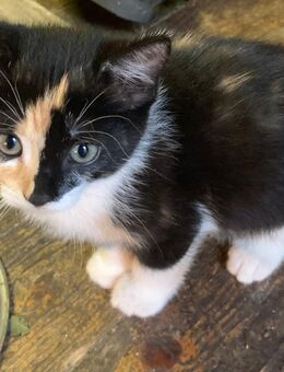 Vier Kitten Suchen ein neues Zuhause - Hohenzieritz