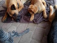 malinois Schäferhund welpe - Neubukow