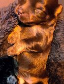 Bolonka Zwetna Welpen in 03149