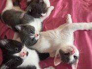 Babykatzen zu verkaufen - Pinneberg