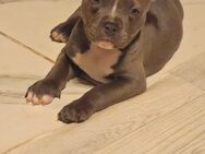 American Bully Babys - Richtenberg