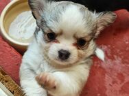 Chihuahua s jungs - Abtsbessingen