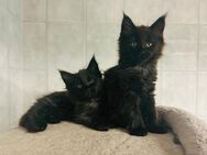 Main Coon Kitten - Jettingen-Scheppach