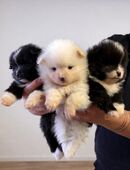 Zwergspitz Pomeranian Welpen in 83026