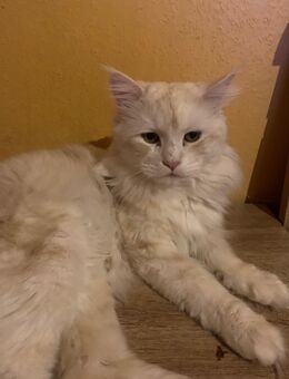 Main Coon reinrassig - Duisburg