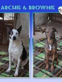 Archie & Brownie - perfekt für Anfänger! - Alfeld (Leine)