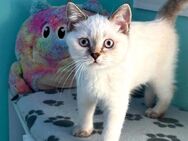 BKH Kitten Bärchen - Ludwigshafen (Rhein)