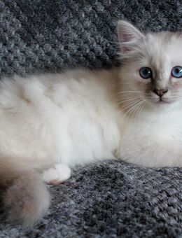 Heilige Birma Kitten mit Ahnentafel, - Swisttal