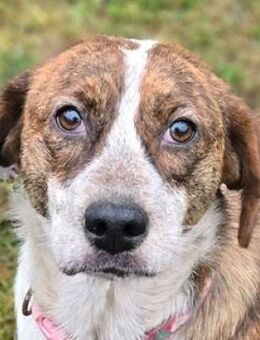 Zauberhafter BETUSCH - Gefrees