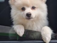 Mini Pomsky Rüde 3 Monate - Fritzlar