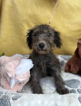 Acokado, ein süßes Hundekind - Köln