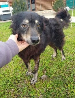 Chester- Familie gesucht - Nürnberg