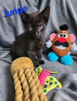 Dosenöffner gesucht 💕 - Mönchengladbach