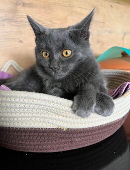 Junge BKH russisch blau Mix Dame abzugeben - Thalmässing