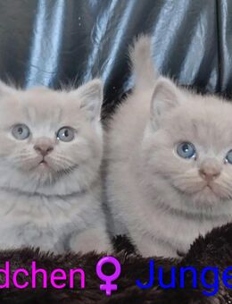 Süße BKH Kitten in seltenem Lilac, Kätzchen, Babykatzen, Katze, Katzenbaby, Britisch Kurzhaar - Heinsberg