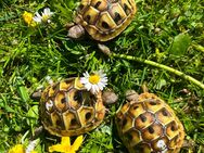 Griechische Landschildkröten, Schildkröte - Mähring