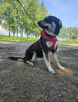 Hündin Zsüliett wartet im Tierheim - Velbert