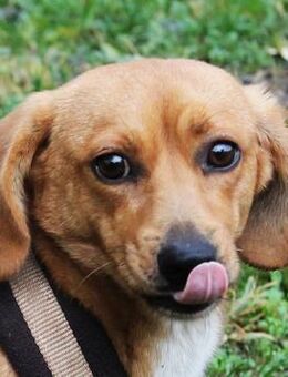 Donald kleiner Held sucht großes Herz - Berlin