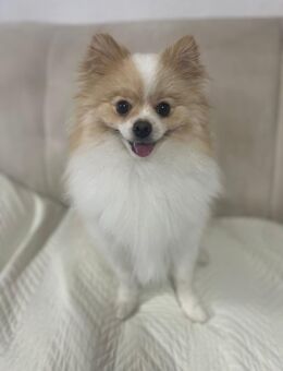 Pomeranian Zwergspitz 11 Monate - Obernheim