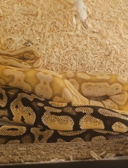 Königspythons und boa constriktor [Boa verkauft] - Gelsenkirchen