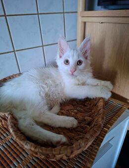 Maine Coon Kitten - Dahmen