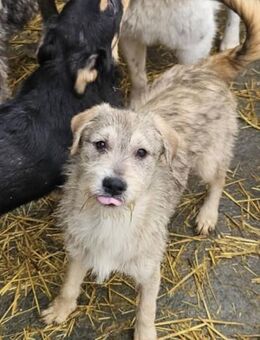 Strolchi sucht Zuhause 🩷 - Düsseldorf