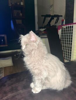 BLH Kater 3 Monate - Bremen