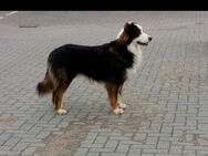 Deckrüde Australian Shepherd - Osterrönfeld