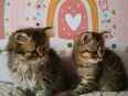 2 niedliche BKH & BLH Tabby Kitten Männchen Katzenbabys in liebevolle Hände abzugeben! in 51643