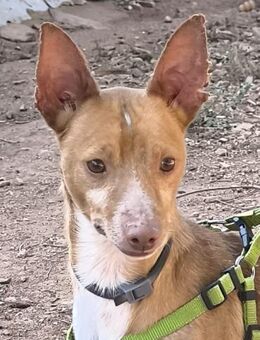 Drogba; wünscht sich eine eigene Familie - Geilenkirchen