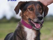 Duke seelischer Notfall !!! 2/21 GRC - Ruppertsecken
