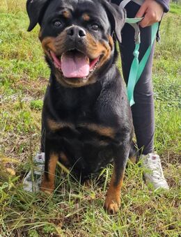 OLLY 💚💚💚 menschenbezogen, anhänglich - Herxheim (Landau)