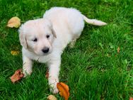 2 süße Golden Retriever Welpen suchen noch - Goch