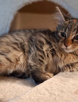 Katzen Maine Coon Mix W - Renchen