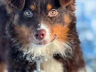 Australian, Australien , Aussie Shepherd jung Hündin - Marsberg